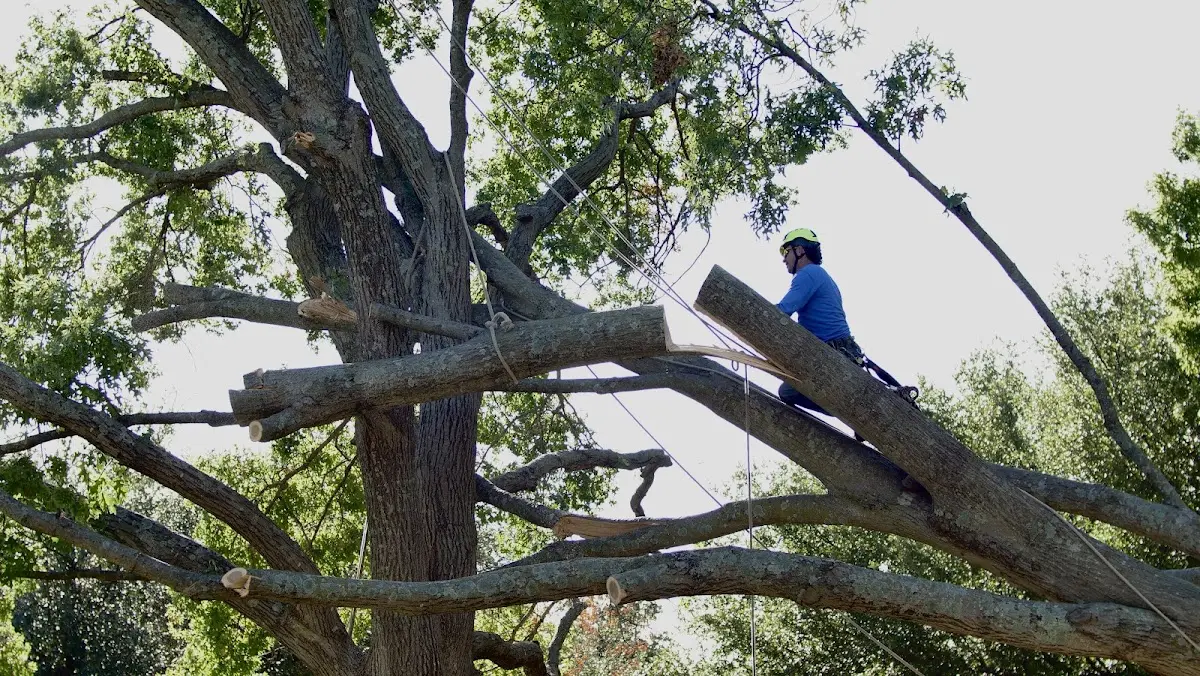 Professional Hazardous Tree Removal performed by certified arborists in Bode
